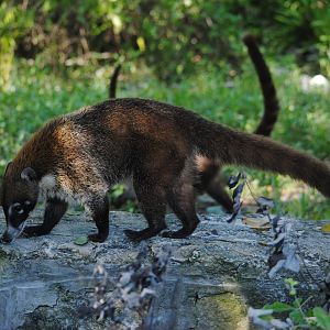 Yucatan Coati