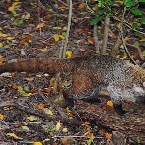 Yucatan Coati