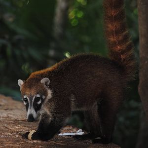Yucatan Coati