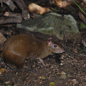 Central American Agouti
