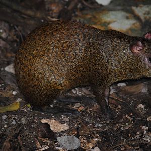 Central American Agouti