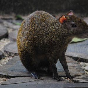 Central American Agouti