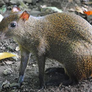 Central American Agouti