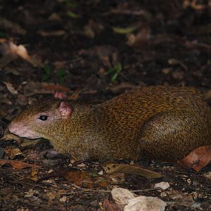 Central American Agouti
