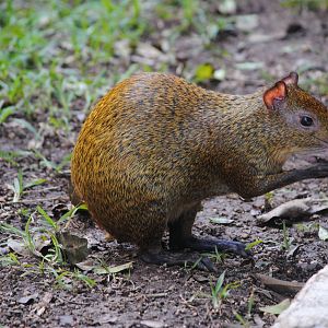 Central American Agouti