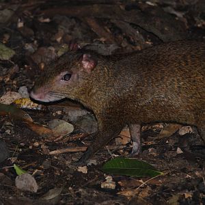 Central American Agouti