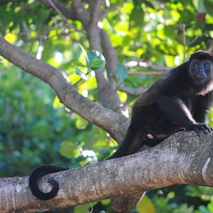 Guatemalan Black Howler