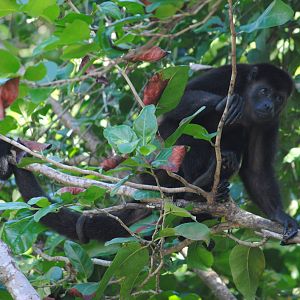 Guatemalan Black Howler