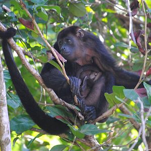 Guatemalan Black Howler