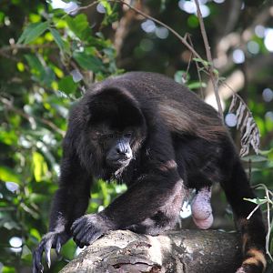 Guatemalan Black Howler