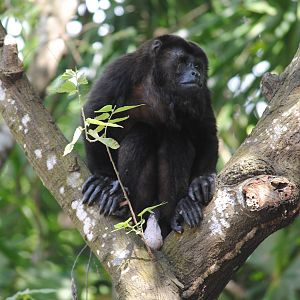 Guatemalan Black Howler