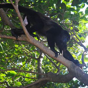 Guatemalan Black Howler