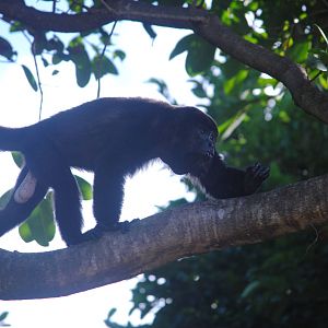Guatemalan Black Howler