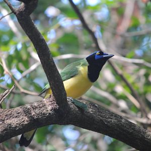 Green Jay
