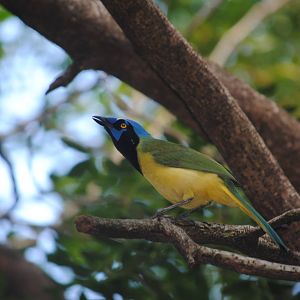 Green Jay