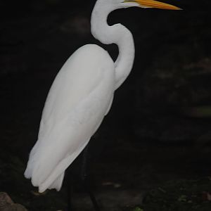 Great White Egret
