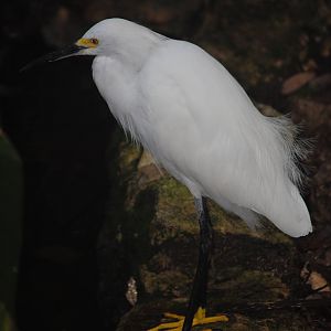 Snowy Egret