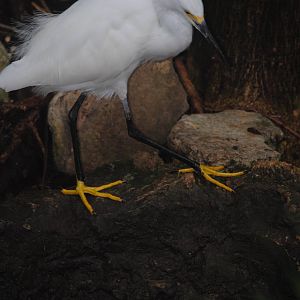 Snowy Egret