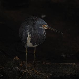 Tricolored Heron