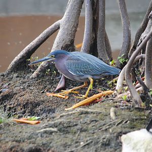 Green Heron
