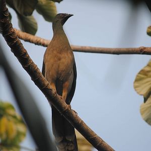 Plain Chachalaca