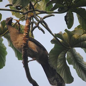 Plain Chachalaca