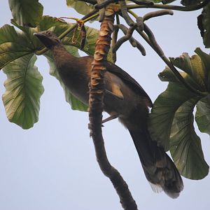 Plain Chachalaca
