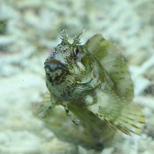Blenny, February 2016