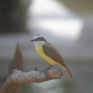 Great Kiskadee