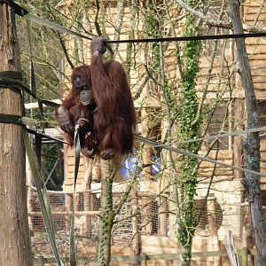 Bornean Orangutans, March 2016