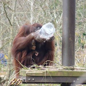 Bornean Orangutans, March 2016