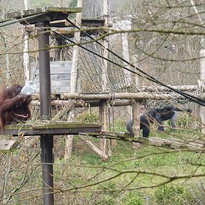 Great Apes, March 2016
