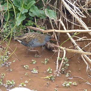 Wild Water Rail, March 2016