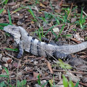 Spinytail Iguana