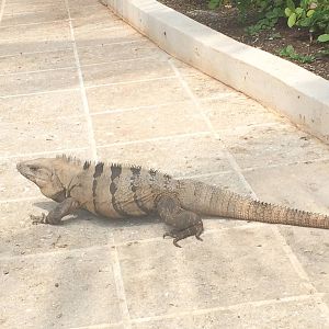 Spinytail Iguana