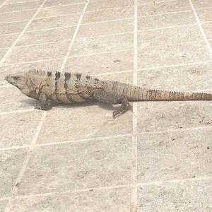 Spinytail Iguana