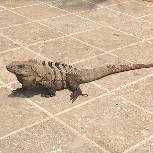 Spinytail Iguana