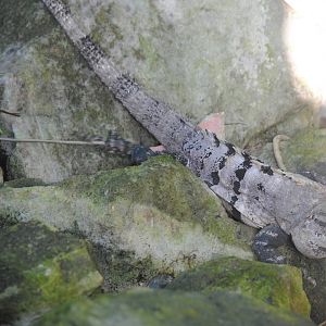 Spinytail Iguana