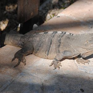 Spinytail Iguana