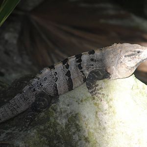 Spinytail Iguana