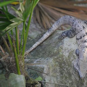 Spinytail Iguana