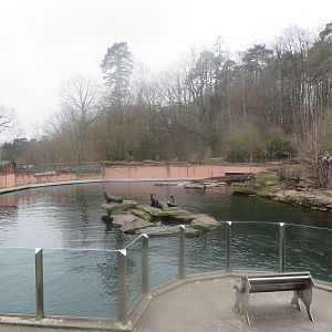 Sea lion pool