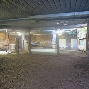 Malayan tapir indoor