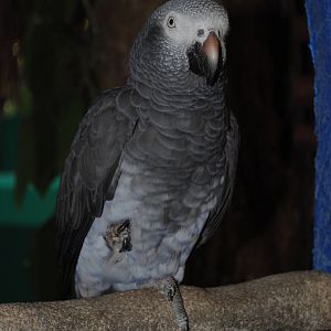 African Gray Parrot