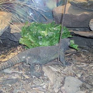 Urymastx - Reptile House