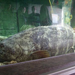 Grouper - Bays and Beaches