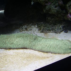 Sea Invertebrate - No Bone Zone