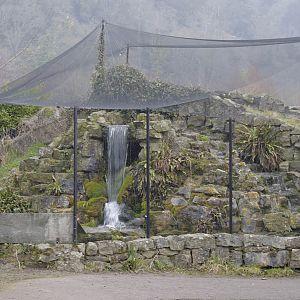 Blue duck aviary at Arundel