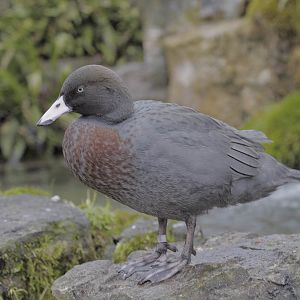 Blue duck at Arundel