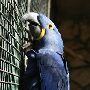 Hyacinth macaw